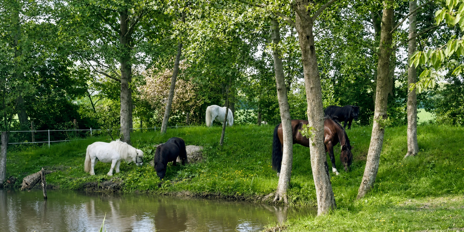Lio en zijn kudde in een groene natuurlijke leefomgeving